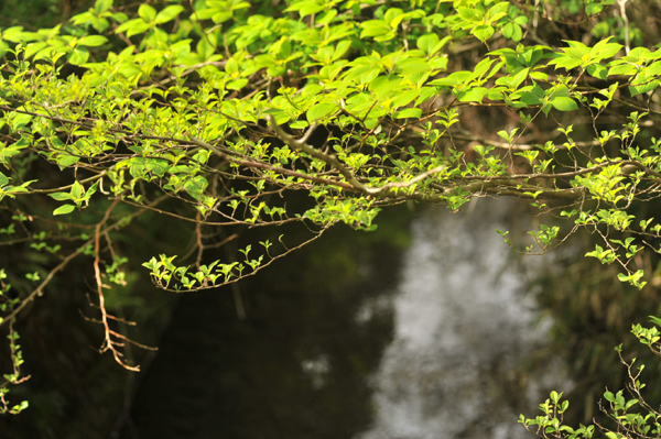 426 550 28 DSC_1604.jpg